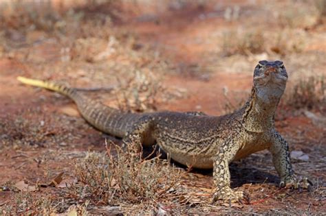 10 Animals in the Australian Outback (With Pictures) - Online Field Guide