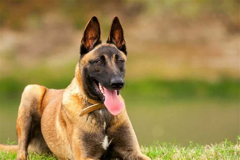 Cost Of Owning A Trained Belgian Malinois Protection Dog - Scott's K9