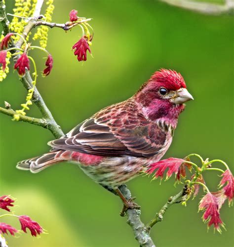 All About the Colorful Finch Bird Family - Birds and Blooms