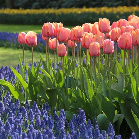 Tulip Darwin Hybrid Apricot Impression - 20 bulbs - Longfield Gardens