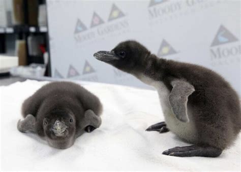 The stork brings two Macaroni penguin chicks to Moody Gardens | Datebook