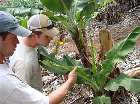 Glyphosate herbicide injury to banana | The symptoms resembl… | Flickr