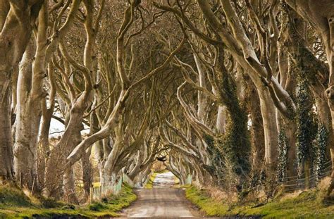 The Dark Hedges, Ireland