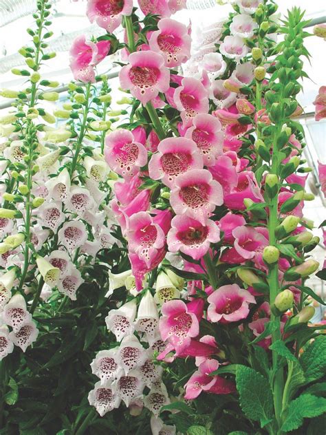 Growing Foxglove Flowers | Flower farm, Foxglove plant, Flower garden