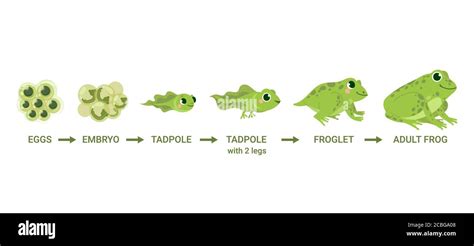 Toad Life Cycle