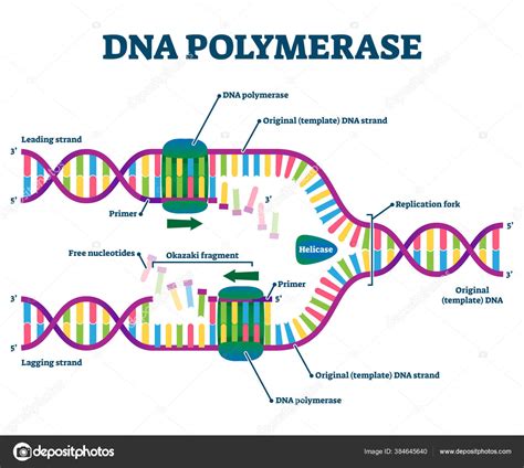 DNA Polymerase enzyme syntheses labeled educational vector illustration ...