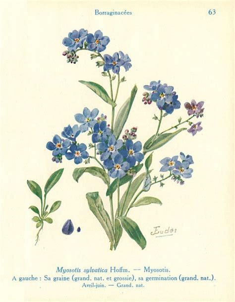 Heaveninawildflower | Botanical drawings, Botanical illustration ...