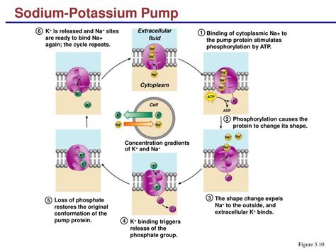 Pump: The Sodium Potassium Pump