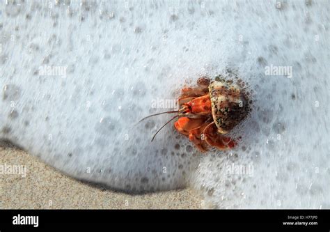 Hermit crab (Coenobita compressus) on Quesara Beach, Curu National Wildlife Refuge, Nicoya ...