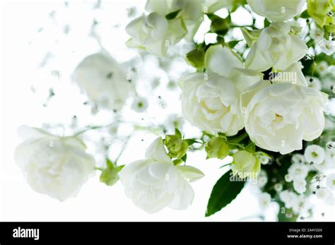 White baby's breath flowers arrangement Stock Photo - Alamy