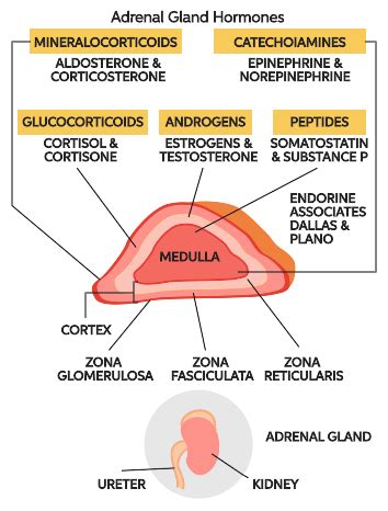 Adrenal Gland Hormone Synthesis