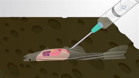 Intraperitoneal Injection: A Method of Solution Delivery into the Abdominal Cavity of an Adult ...