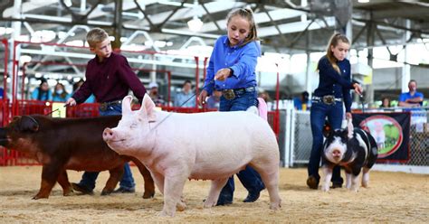 Biosecurity at Pig Shows - Pork Checkoff