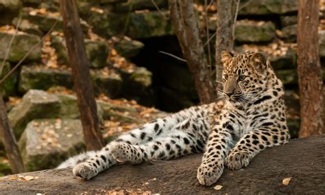 How fast are Amur leopards? And 9 other Amur leopard facts | Stories | WWF