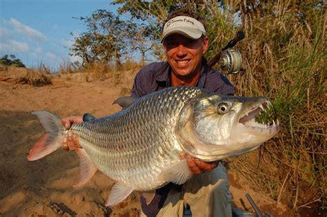 Master the Art of Tiger Fishing With These Secret Fishing Tips | Junk ...