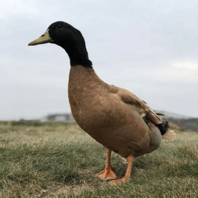 Abendroth's Hatchery - Khaki Campbell Ducklings