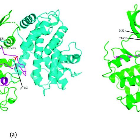 Chemical structure of CDK inhibitors: (a) Flavopiridol/Alvocidib, (b)... | Download Scientific ...