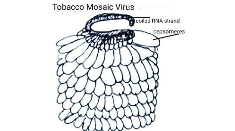 Tobacco mosaic virus/structure of tobacco mosaic virus/labelled diagram ...