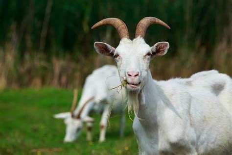 Animals With Horns: Differences in Animals With Antlers