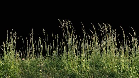 Beautiful High Tiled Panorama Grass, Real Shot Green Plant Blowing On ...