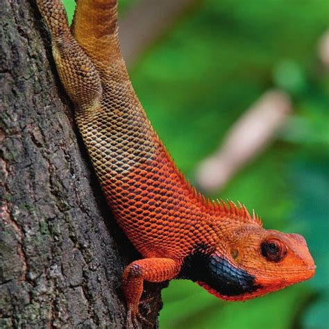 Calotes versicolor (CESL 036), Peppara WLS, Thiruvananthapuram, Kerala ...