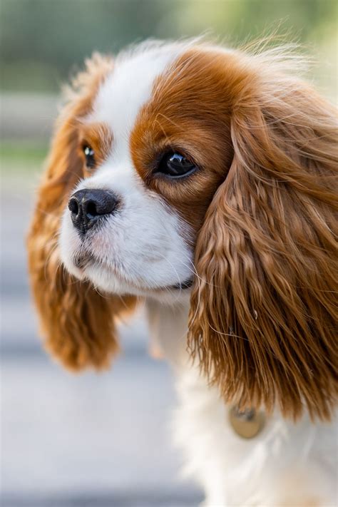 Cavalier King Charles Spaniel Puppies (19 cute pups) - Talk to Dogs