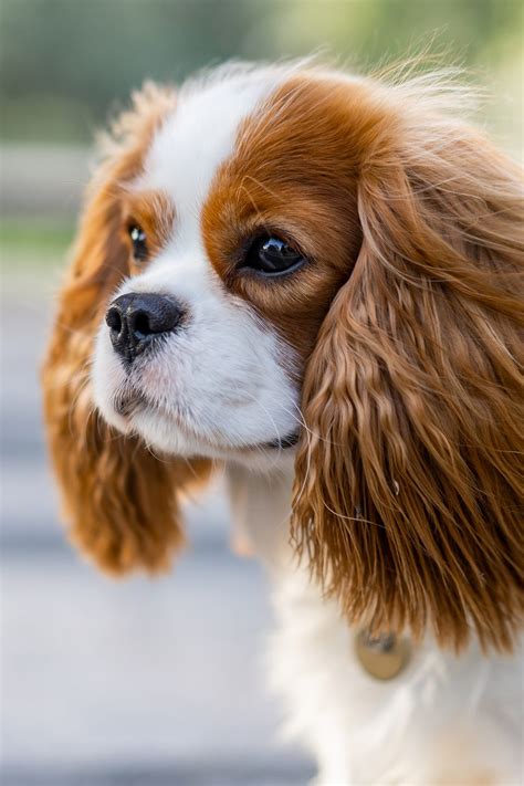 Cavalier king charles spaniel rescue philadelphia - internetholf