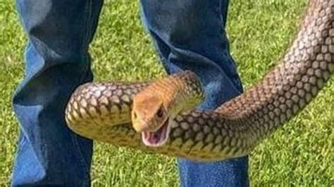 QLD snakes: How to snake-proof your house and yard | The Courier-Mail