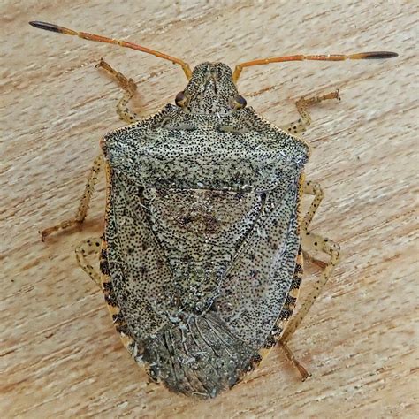 Euschistus conspersus (Consperse Stink Bug) – 10,000 Things of the Pacific Northwest