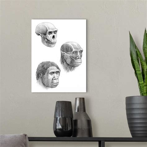 Homo ergaster Wall Art, Canvas Prints, Framed Prints, Wall Peels ...