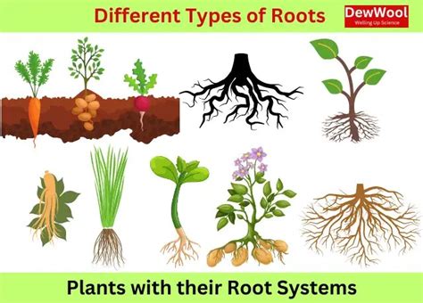 Types Of Roots - DewWool