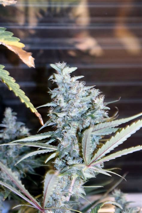 Strain-Gallery: Bubblegum XL (Royal Queen Seeds) PIC #27011695380888779 by Undalf