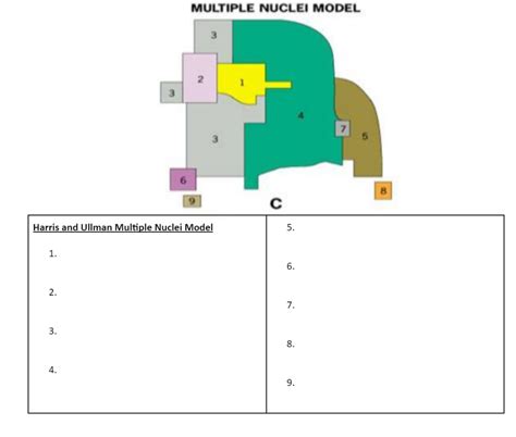 multiple nuclei model Diagram | Quizlet