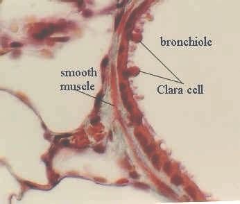 Terminal Bronchiole Histology