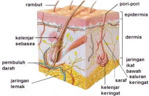 Bagian bagian Kulit Manusia dan Fungsinya - DosenBiologi.com