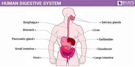 Function Of Large Intestine Class 10 | Bruin Blog