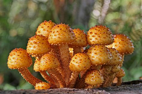 Poisonous Looking Mushrooms Photograph by Peggy Collins