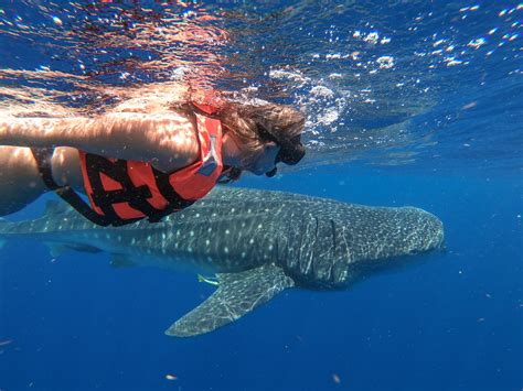 Swimming with Whale Sharks in Mexico: All You Need to Know – Sightseeing Señorita