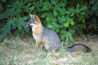 Friends of the Island Fox: Images of Island Foxes