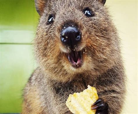 Unique Australian Animals (Part 1) - BEDSSIBEDSSI