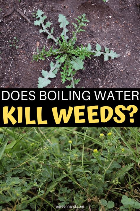 Does Boiling Water Kill Weeds? - AGreenHand