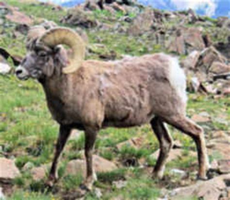 Colorado State Animal: Rocky Mountain Bighorn Sheep