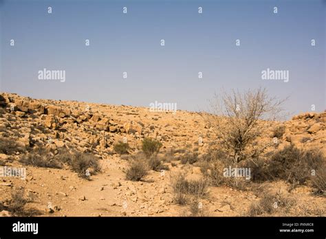 Israel landscape desert tree hi-res stock photography and images - Alamy