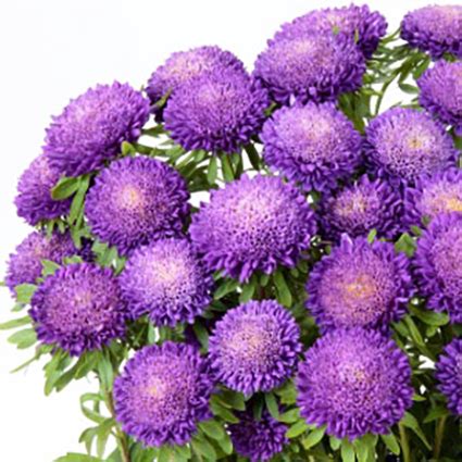 Aster - Callistephus chinensis "Bonita Light Blue"