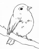 Robin Coloring Pages  Best For Kids Bird coloring sketch template