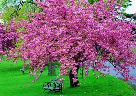 Old, but gold | Flowering trees, Landscaping trees, Pink trees