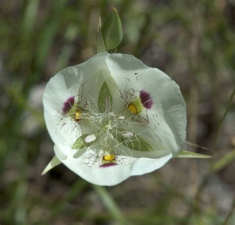 Idaho Wildflower | White Mariposa Lily, Star Tulip. Sometime… | Flickr