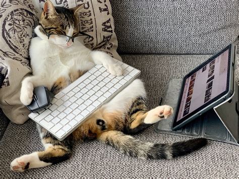 Cats, Code, And Being A Better Developer