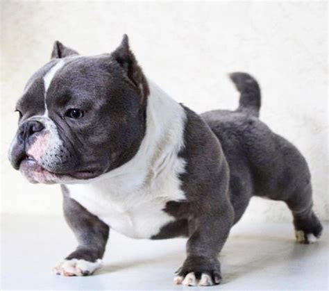 Micro Bully: The Miniature American Bully Breed Guide