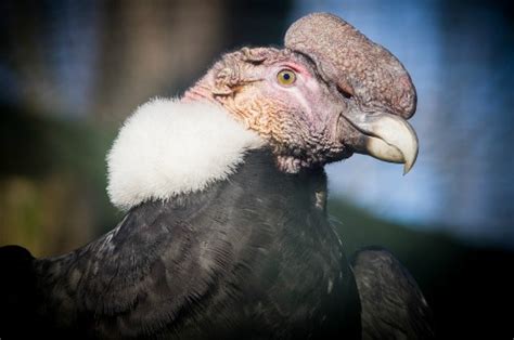 Bolivian Wildlife Trivia. Interesting Facts About Birds and Animals